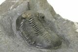 Morocconites Trilobite Fossil - Ofaten, Morocco #323384-5